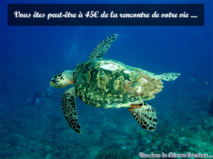 tarif d'un baptême de plongée dans la Réserve Cousteau