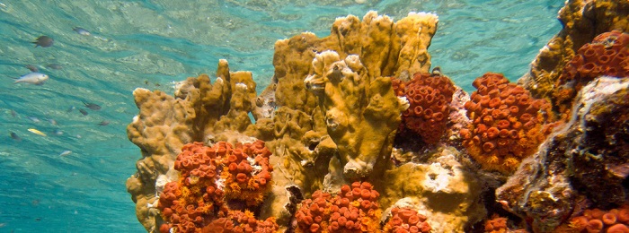 Plongée sous-marine dans la réserve COusteau